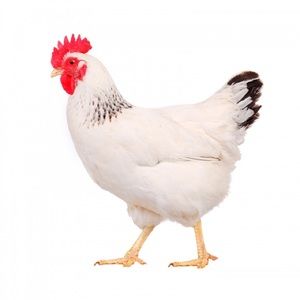 Meet your Posher, Steven